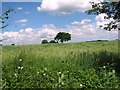 Fields north of Wendling Road