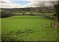 Sheep pasture below Howton