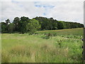 Rough grazing near Rafford