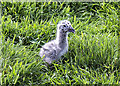 NO1600 : Black-backed gull chick by William Starkey