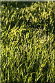 TQ3094 : Seeded Grass, Grovelands Park, London N14 by Christine Matthews