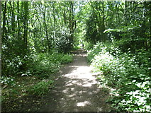 TQ4951 : The Greensand Way in Stubbs Wood by Marathon