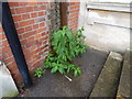 Small Buddleia on Constantine Road