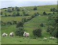 Sheep near Breach farm