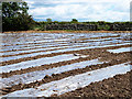 NY5126 : Field of polythene strips, near Tirril by Oliver Dixon