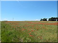 Poppies in Rape fields, Gulpher Road