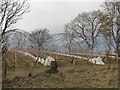 Polytunnels, Wester Denhead