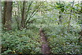 Path in Brumby Wood, Scunthorpe