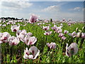 TF0647 : Lincolnshire Poppy Fields by Debbie J