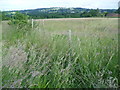 View towards Goudhurst