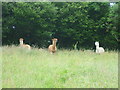 Alpacas at Nethergood Farm