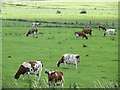 Ayrshires near Coleraine