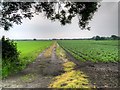 Crop Fields, Moss Side Farm