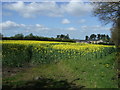 Oilseed rape crop, Stonehills Farm