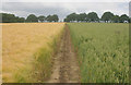 Suffolk Coast & Heath Path south-east of Harkstead