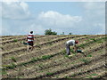 Farm Workers