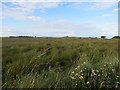 Wetland, Cregganboy