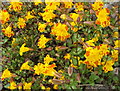 NM8620 : Monkey flower (Mimulus luteus), Scammadale by sylvia duckworth