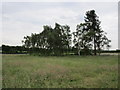 Pond surrounded by trees