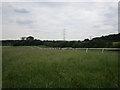 Gallops near Babworth Home Farm