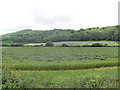 SU9914 : Flax fields north of Westburton Hill by Stuart Logan