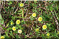 NJ5147 : Hop Trefoil (trifolium campestre) by Anne Burgess
