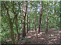 TM4174 : Wood in Church Farm Nature Reserve, Thorington by Roger Jones