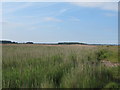 TM4771 : Dingle Marshes Nature Reserve, Dunwich by Roger Jones