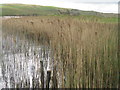 NR3868 : Reeds on Eilean Mòr by M J Richardson