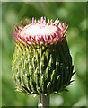 NJ3464 : Melancholy Thistle (Cirsium heterophyllum) by Anne Burgess
