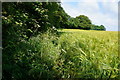 Fields near Scarcroft