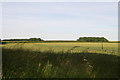 Across the fields to Old and New Corner Moor Plantations