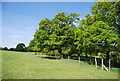 Trees and fence