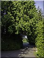 Tree Archway