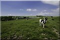 Grazing fields at Standingstone