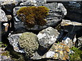 NN8668 : Lichen and moss by James Allan