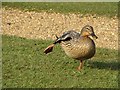 TQ7825 : Mallard duck at Bodiam Castle by Oast House Archive