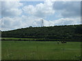 Grazing, woodland and power lines