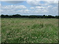 Farmland north of Bunny Lane