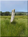 NR7461 : Single standing stone at Carse by sylvia duckworth