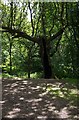 Hollow oak, Barn Hill