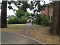 Desire line under the Giant Redwoods, Emscote Lawn, Warwick