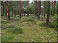 Pine woods, Hankley Common