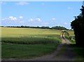 Track through wheat field near Rickling Green