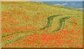 SU5681 : Pointillist poppies by Edmund Shaw