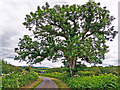 NY4957 : Ash tree on Peacock Lonning by Rose and Trev Clough
