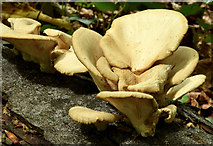 J4681 : Fungi, Crawfordsburn Country Park (June 2014) by Albert Bridge