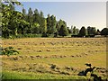 Cut grass, Coombe Bissett