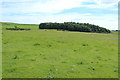 NX6447 : Farmland at Smithy Plantation by Billy McCrorie