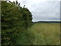 Hedgerow and oilseed rape crop